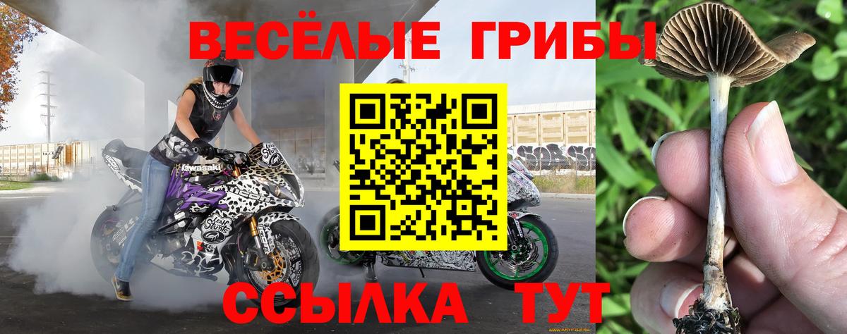 Псилоцибиновые грибы прущие грибы  цена   Псилоцибиновые грибы Psilocybine cubensis  Баксан  Вход с VPN 